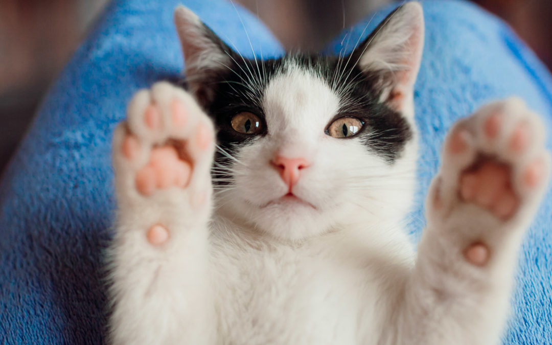 ¿QUÉ TE DICE TU GATO? DESCIFRA SU LENGUAJE CORPORAL