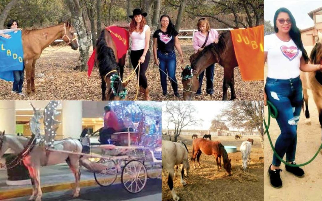 Cumplen Aniversario los Caballos Jubilados de las Calandrias de Acapulco